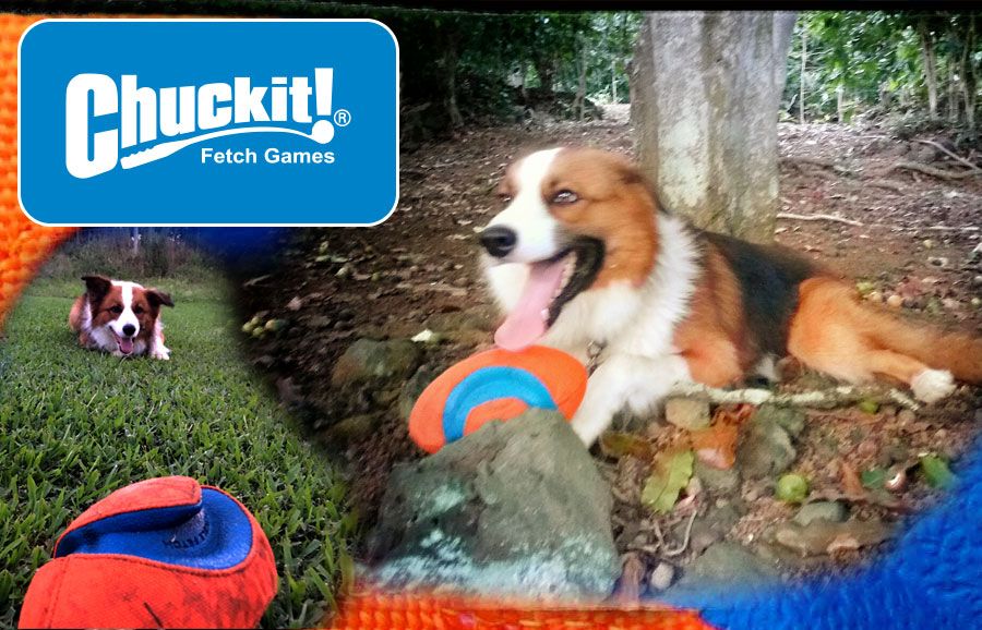 Chuckit fumble Fetch 808 Hound Review
