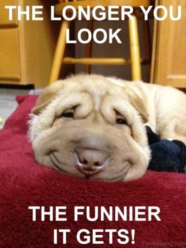 funny dog meme - 808 hound